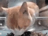 Cat Eating Then Looking At The Camera Meme GIF - Cat eating then ...