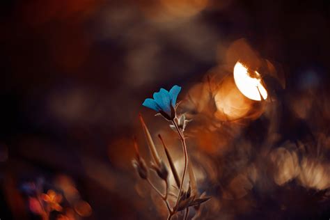 Обои flowers, nature, colorful, цветок, фон для рабочего стола - раздел ...