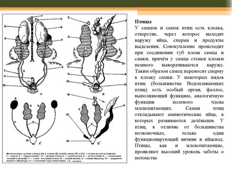 Филогенез половой системы хордовых животных - презентация онлайн