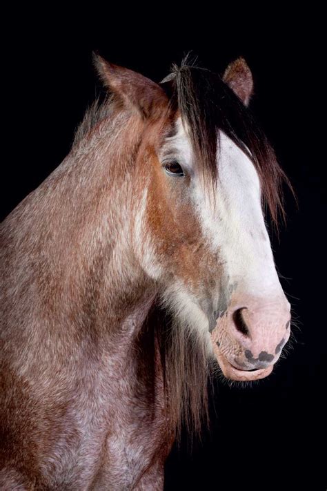 Draft Horses Clydesdale
