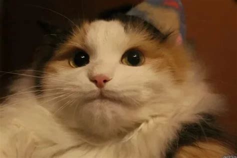 Тест Как назвать кота?