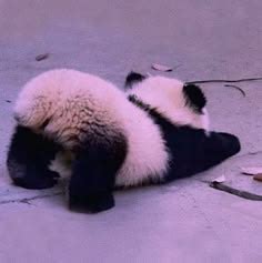 Pretty Animals, Pretty Cats, Funny Animal Pics
