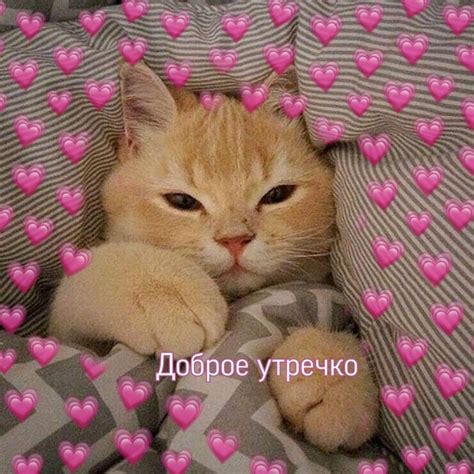 Котик💋
