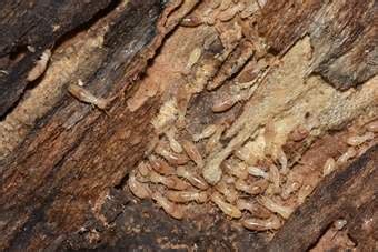 Subterranean Termite Damage