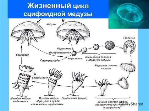 Презентация на тему: "Характеристика и многообразие Кишечнополостных ...