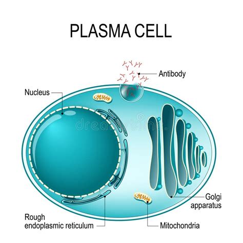 Клетка анатомии клетки плазмы, или B, или Plasmocyte Иллюстрация ...