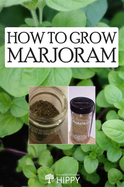 How to Grow Marjoram – So Easy!