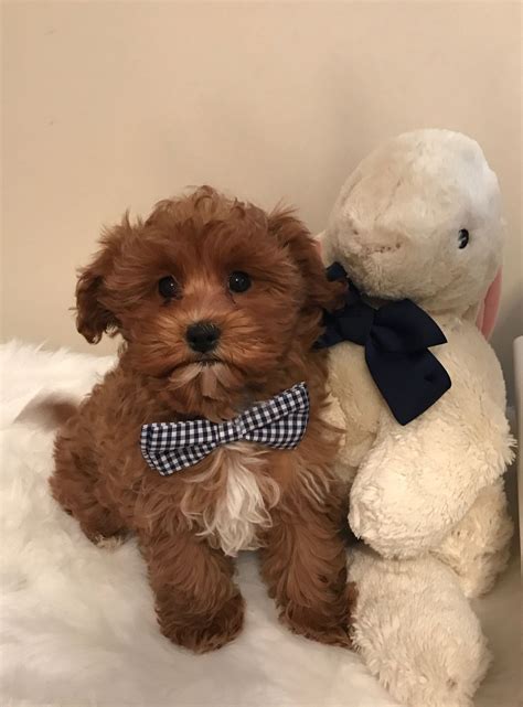 Adopt Maltipoo Puppies