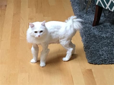 Begini Jadinya Kalau Kucing Tanpa Bulu - Tribunpontianak.co.id - cukur ...