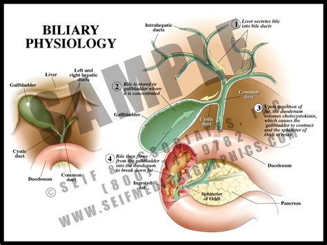 Biliary Physiology - S&A Medical Graphics