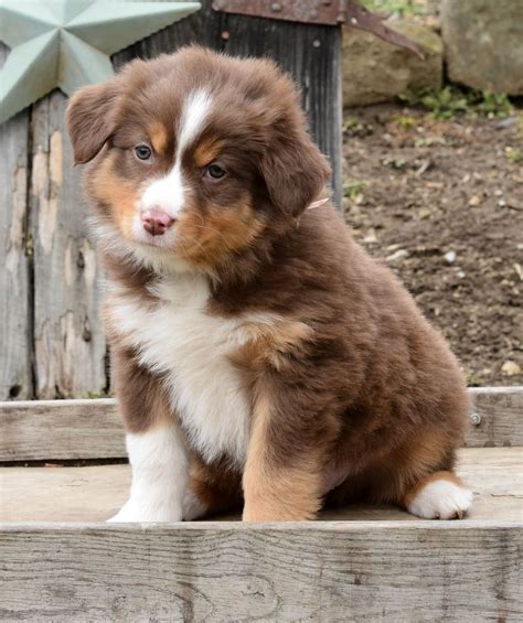 Brown Australian Shepherd Puppies