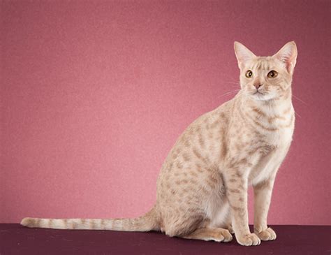 Ocicat | mysite-1