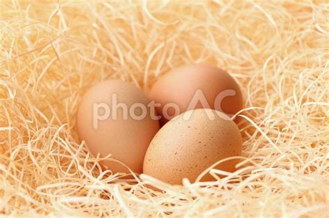 平飼い卵 - No: 31418885｜写真素材なら「写真AC」無料（フリー）ダウンロードOK