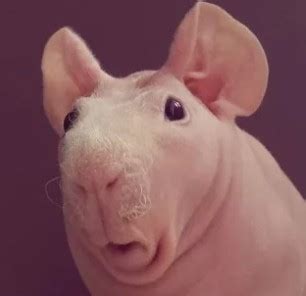 Создать мем "hairless rat, морская свинка скинни, лысые морские свинки ...