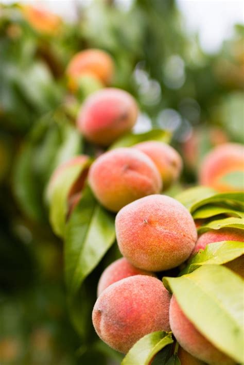 What is Peach, its Benefits and History