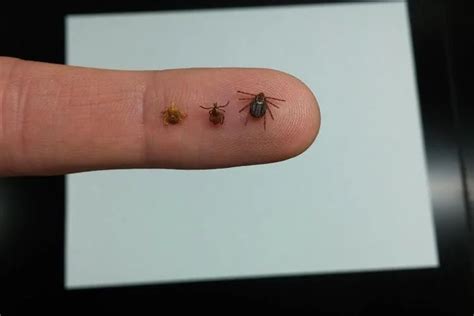 Ticks due to emerge in West Virginia, along with Lyme disease - West ...