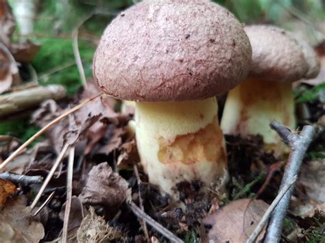 Боровик королевский (Butyriboletus regius) фото и описание