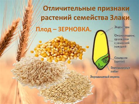 Класс Однодольные. Семейство Злаки (Мятликовые). Лабораторная работа ...