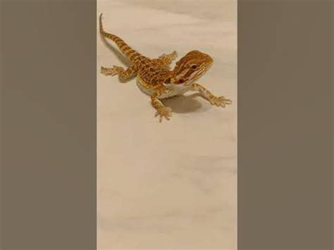 Бородатая ящерица (Бородатая агама) Pogona barbata - YouTube
