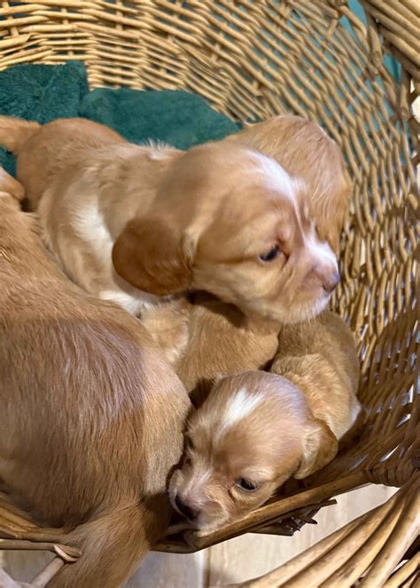 English Cocker Spaniel Puppies For Sale