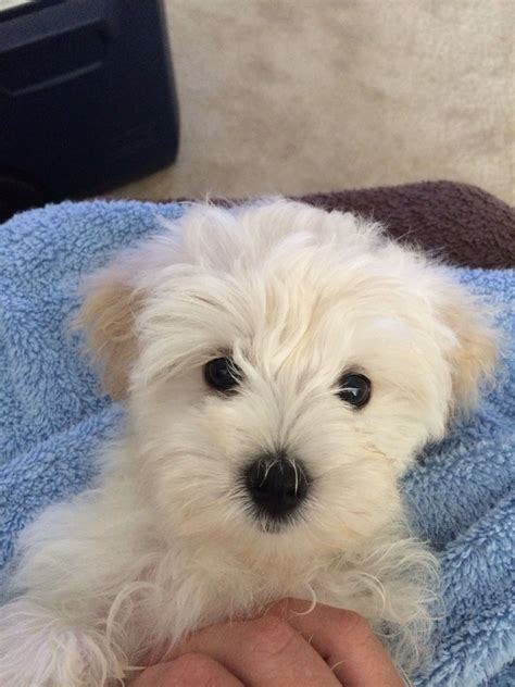 Pin by Almi Alvarez on phoebe in 2024 | Cute dogs, I love dogs, Cute ...