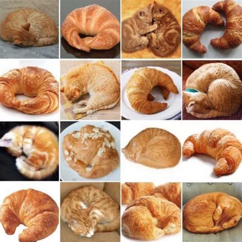 Uncanny resemblance between snoozing cats and croissants – Michael Broad