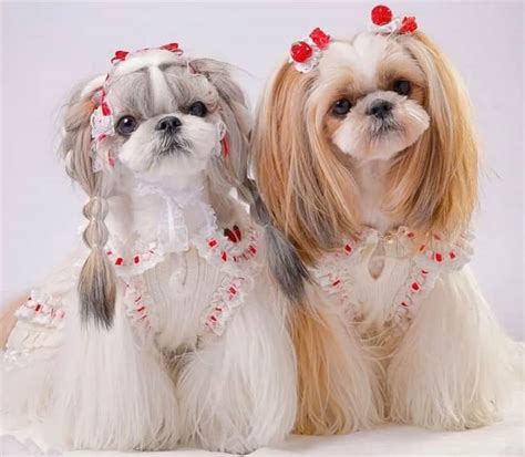Are Shih Tzu Dogs Hypoallergenic? - ShihTzuPro