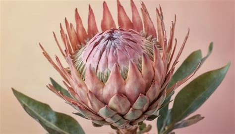 Premium Photo | Protea Flower