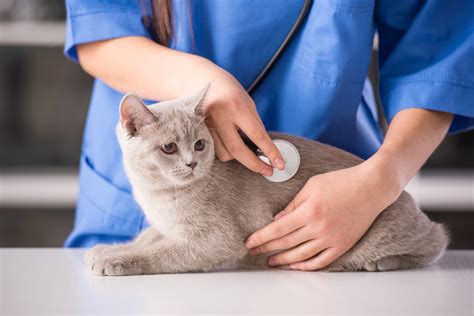 What Cat Owners Should Know About Respiratory Infections - Veterinary ...
