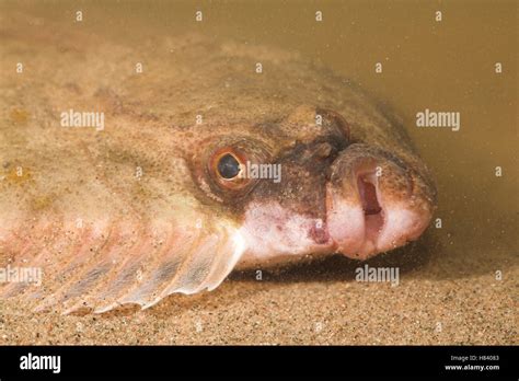 European Flounder (Platichthys flesus), Kampen, Netherlands Stock Photo ...