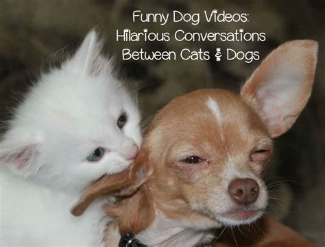 Download Funny Cat And Dog Pictures | Wallpapers.com