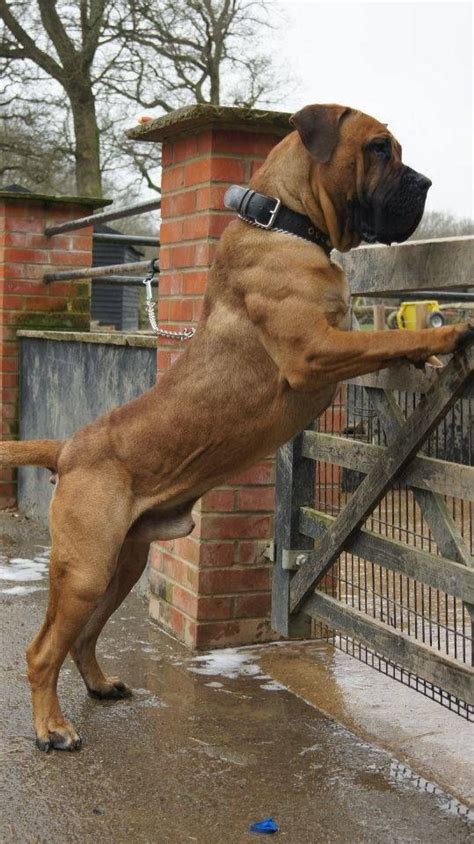 21 Scariest Dog Breeds: Dogs That Make Criminals Think Twice