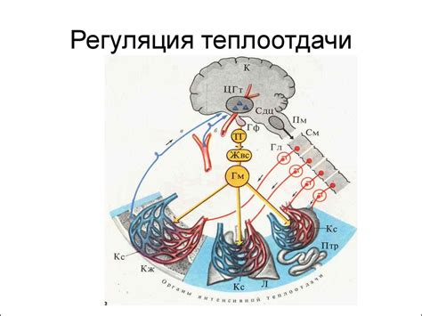 Физиология энергетического обмена и температурного гомеостазиса ...