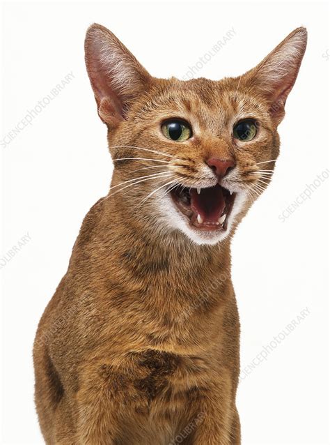 Sorrel Abyssinian cat's head with mouth open - Stock Image - C053/7735 ...