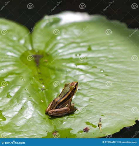 Piccole Specie Endemiche Di Rana Bruna Mantella Mantidactylus