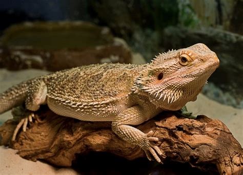 Ящірка: її звички, зовнішній вигляд, місця проживання, фото