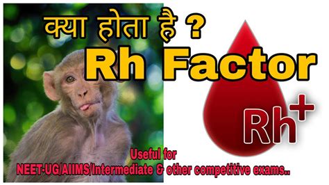 Rh Factor ।। Blood group and Rh factor. - YouTube