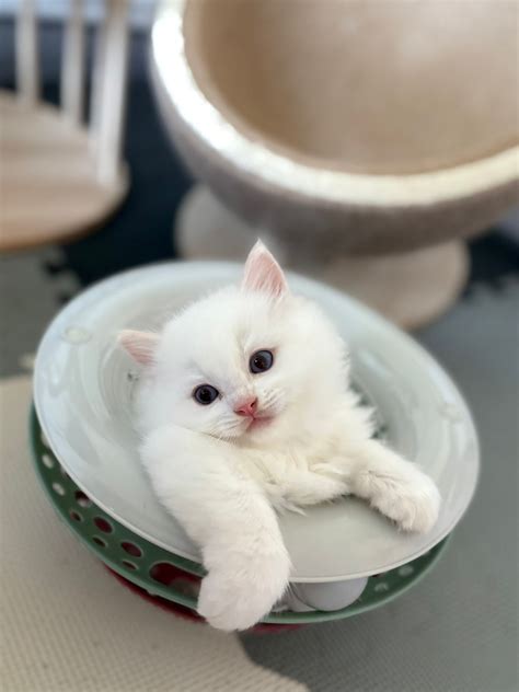 LeCendrillon Ragdoll... - LeCendrillon Ragdoll Cattery