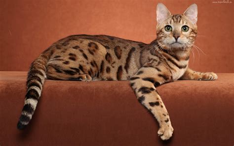 ocicat | Razas de gatos, Ocicat, Gato bengala