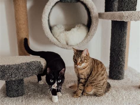 Have Indoor Pets? 8 Tips & Tricks to Keep Your Home Clean - Mom With Five