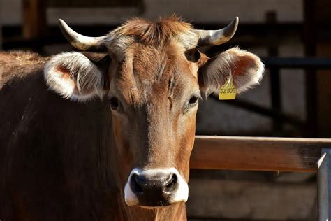 O Que Significa Sonhar Com Carne De Boi - Sonhar com carne de boi: significado profundo que pode te surpreender ...