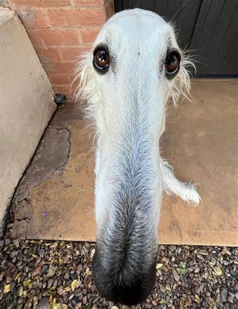 Funny and Cute Borzoi Dog Videos