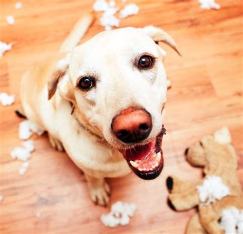 Can I Give My Dog Claritin? Is Claritin Safe For Canines?