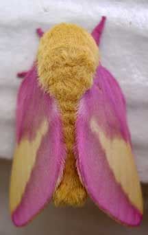 Rosy Maple Moth Life Cycle: A Fascinating Journey to Discover - What's ...
