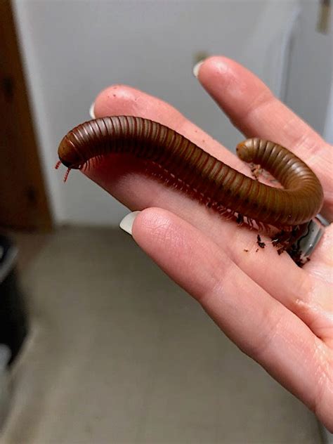 Millipede-North American Giant – Exotic Pets