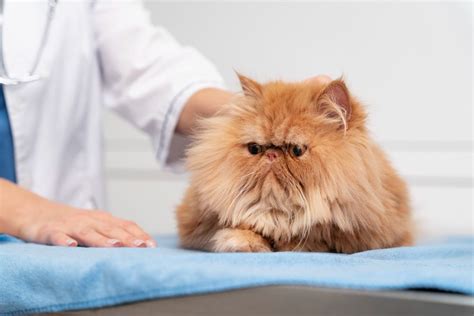 Cat Over-Grooming: Causes And Solutions | Happy Pet Place: Ultimate ...