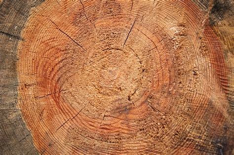 tree trunk wood   photo  pixabay pixabay