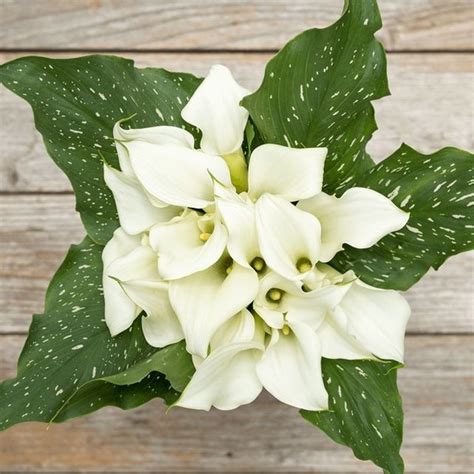 Сколько стоят каллы цветы? Где лучшая цена на каллы в Харькове? - Laflower