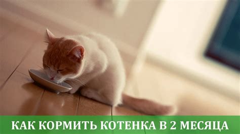 Чем кормить котенка в 2 месяца - YouTube