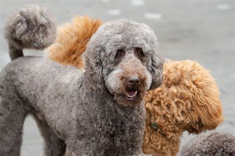 Perro Caniche Grande Raza Canina - Foto gratis en Pixabay - Pixabay